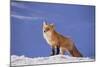 Red Fox-DLILLC-Mounted Photographic Print