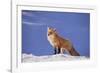 Red Fox-DLILLC-Framed Photographic Print