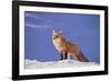 Red Fox-DLILLC-Framed Photographic Print