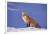 Red Fox-DLILLC-Framed Photographic Print