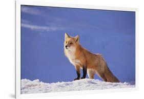 Red Fox-DLILLC-Framed Photographic Print