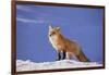 Red Fox-DLILLC-Framed Photographic Print