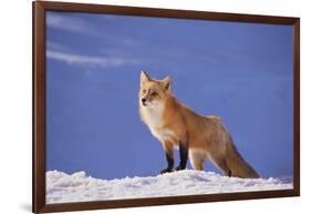 Red Fox-DLILLC-Framed Photographic Print