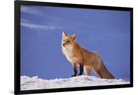 Red Fox-DLILLC-Framed Photographic Print