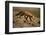 Red Fox-DLILLC-Framed Photographic Print