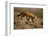 Red Fox-DLILLC-Framed Photographic Print