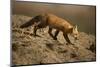 Red Fox-DLILLC-Mounted Photographic Print