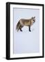 Red Fox-DLILLC-Framed Photographic Print