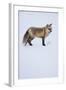 Red Fox-DLILLC-Framed Photographic Print