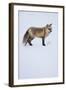 Red Fox-DLILLC-Framed Photographic Print