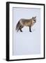 Red Fox-DLILLC-Framed Photographic Print