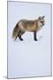 Red Fox-DLILLC-Mounted Photographic Print