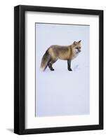 Red Fox-DLILLC-Framed Photographic Print