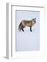 Red Fox-DLILLC-Framed Photographic Print