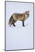 Red Fox-DLILLC-Mounted Photographic Print