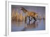 Red Fox-DLILLC-Framed Photographic Print