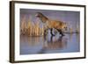 Red Fox-DLILLC-Framed Photographic Print