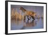 Red Fox-DLILLC-Framed Photographic Print