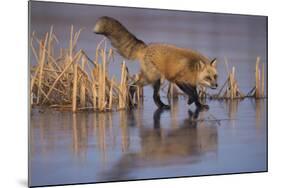 Red Fox-DLILLC-Mounted Photographic Print