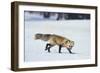 Red Fox-DLILLC-Framed Photographic Print