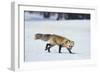 Red Fox-DLILLC-Framed Photographic Print