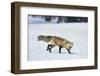 Red Fox-DLILLC-Framed Photographic Print