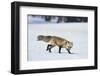 Red Fox-DLILLC-Framed Photographic Print