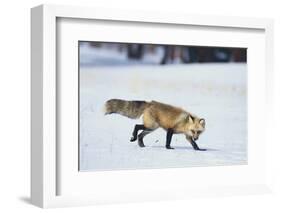 Red Fox-DLILLC-Framed Photographic Print