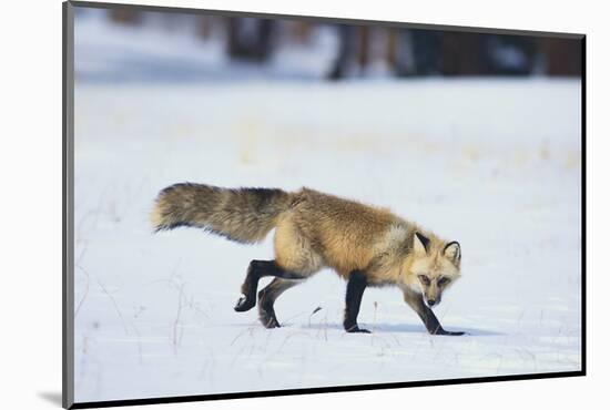 Red Fox-DLILLC-Mounted Photographic Print