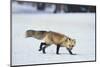 Red Fox-DLILLC-Mounted Photographic Print