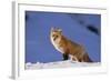 Red Fox-DLILLC-Framed Photographic Print