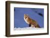 Red Fox-DLILLC-Framed Photographic Print