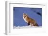 Red Fox-DLILLC-Framed Photographic Print