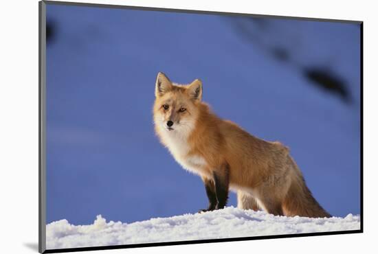 Red Fox-DLILLC-Mounted Photographic Print