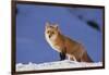 Red Fox-DLILLC-Framed Photographic Print