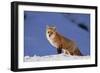 Red Fox-DLILLC-Framed Photographic Print