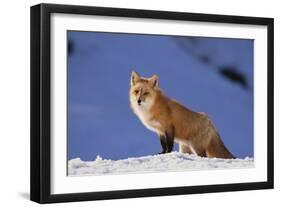 Red Fox-DLILLC-Framed Photographic Print