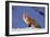 Red Fox-DLILLC-Framed Photographic Print