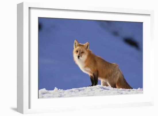 Red Fox-DLILLC-Framed Photographic Print