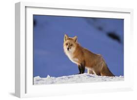 Red Fox-DLILLC-Framed Photographic Print