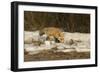 Red Fox-Joe McDonald-Framed Photographic Print