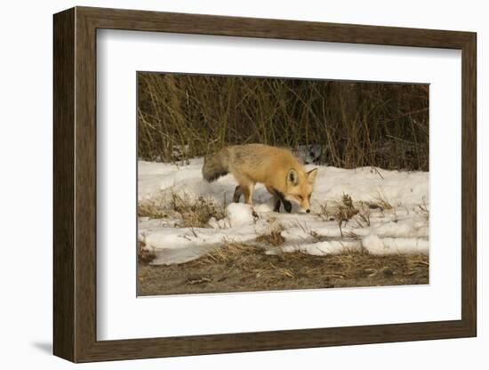 Red Fox-Joe McDonald-Framed Photographic Print