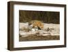 Red Fox-Joe McDonald-Framed Photographic Print