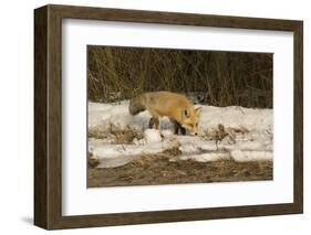 Red Fox-Joe McDonald-Framed Photographic Print