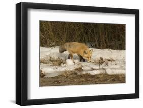 Red Fox-Joe McDonald-Framed Photographic Print