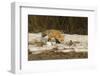 Red Fox-Joe McDonald-Framed Photographic Print