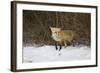 Red Fox-Joe McDonald-Framed Photographic Print