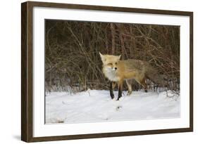 Red Fox-Joe McDonald-Framed Photographic Print