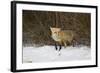 Red Fox-Joe McDonald-Framed Photographic Print