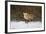 Red Fox-Joe McDonald-Framed Photographic Print